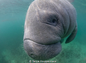 'Connection'
A manatee approaches in Crystal River, Flor... by Tanya Houppermans 